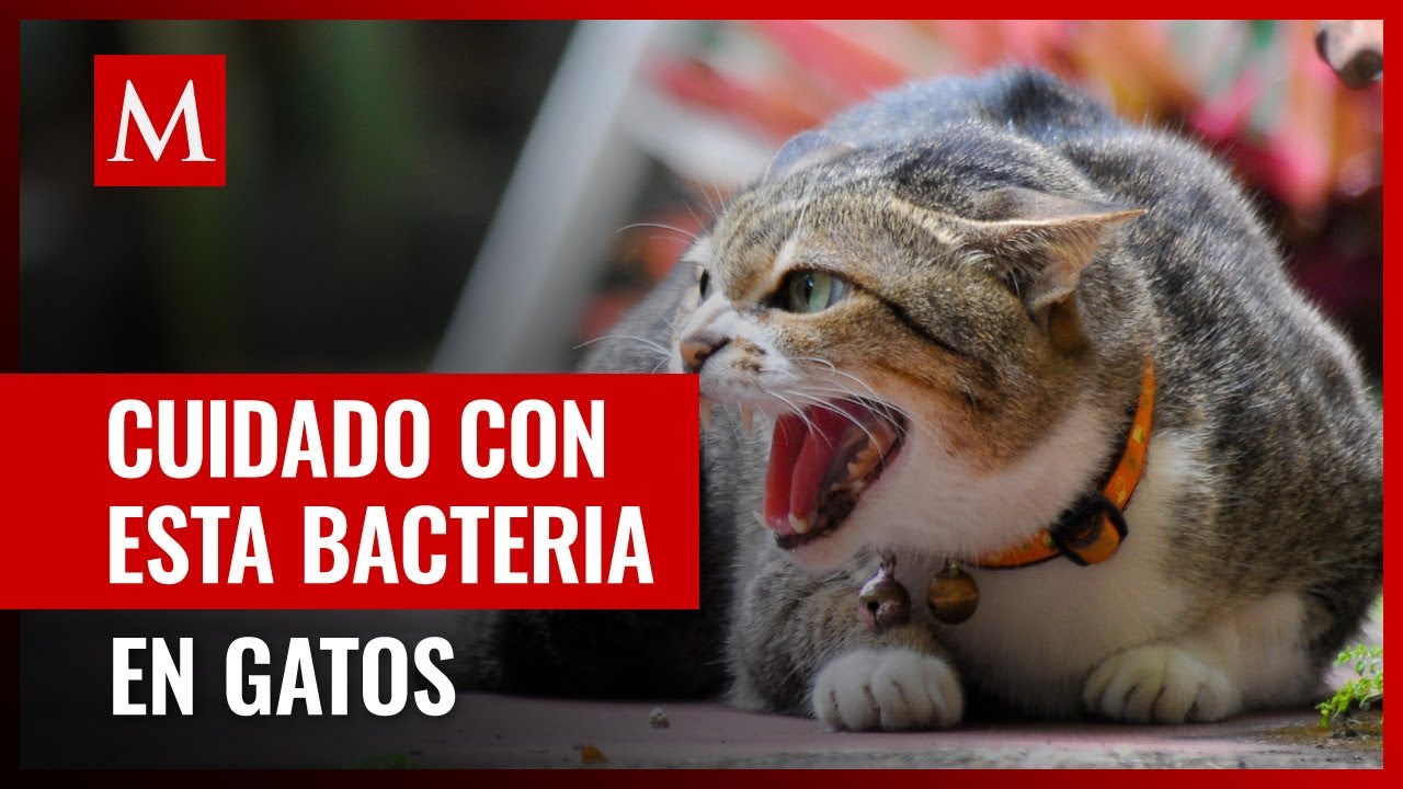 Virus que pueden afectar a los gatos